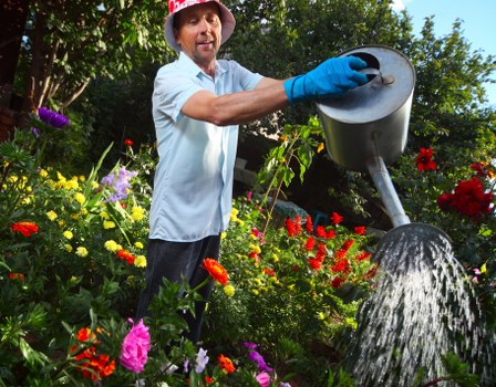 Professional gardener shaping hedges in Cranford