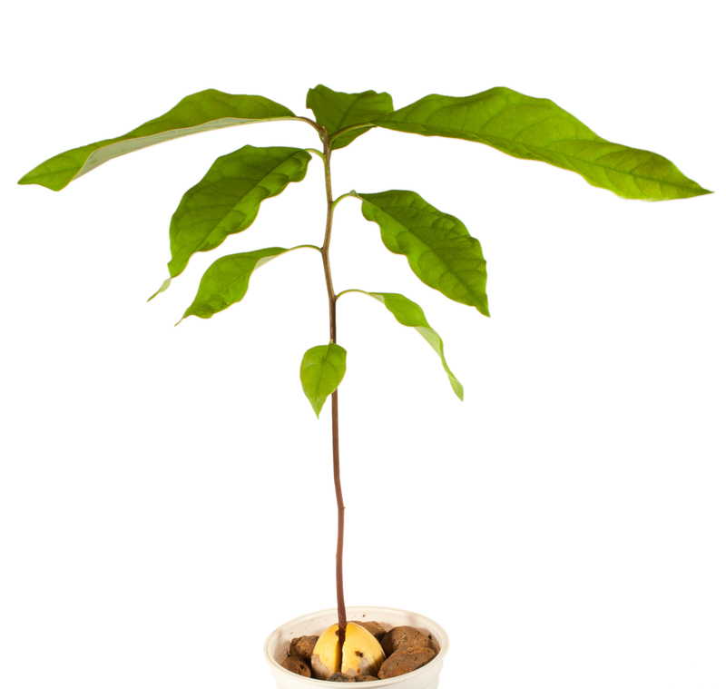 landscape design garden