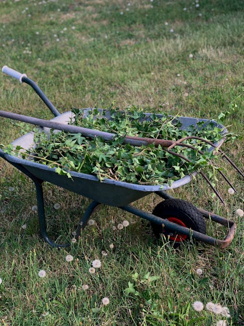 A green metal wheelbarrow filled with freshly cut green plant cuttings, including ivy vines and stems, resting on a slightly uneven, grassy garden lawn. The wheelbarrow has a black rubber wheel with a
